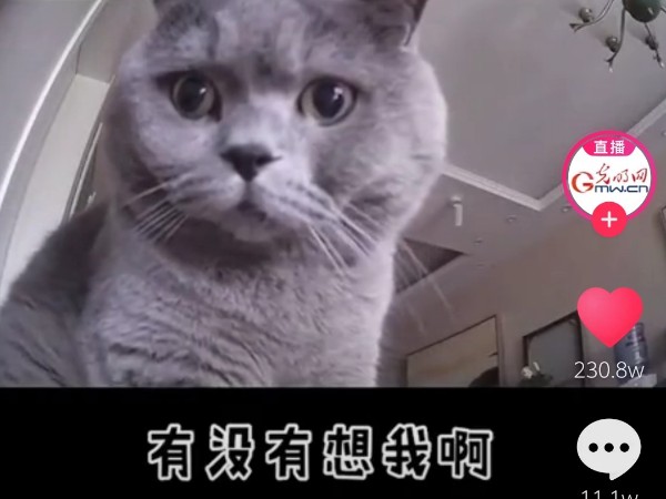 疫情當前，安防監控攝像頭下的“寵物”讓人淚目